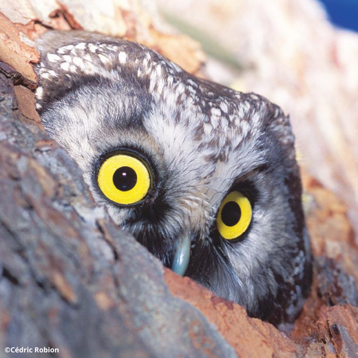 Réserve Internationale de Ciel Étoilé et biodiversité Réserve Internationale de Ciel Étoilé et biodiversité