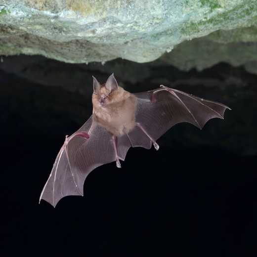 Grand Rhinolophe_Beaumotte Grand Rhinolophe_Beaumotte