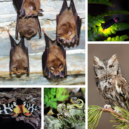 Une biodiversité nocturne à préserver Une biodiversité nocturne à préserver