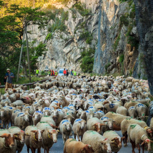 Le pastoralisme, activité essentielle du territoire Le pastoralisme, activité essentielle du territoire