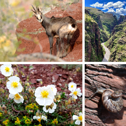 Biodiversité-RNR_©G.Jouvenez_©M.Grapeloup_©RNR Biodiversité-RNR_©G.Jouvenez_©M.Grapeloup_©RNR