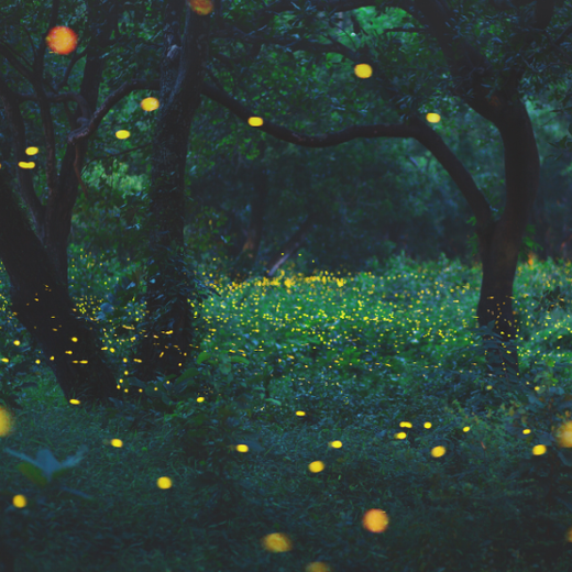 Pourquoi préserver les lucioles ? Pourquoi préserver les lucioles ?