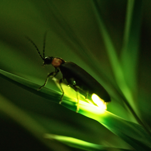 "En quête des lucioles" : Mode d'emploi "En quête des lucioles" : Mode d'emploi