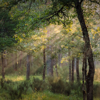 Natura 2000 - Contrats forestiers Natura 2000 - Contrats forestiers