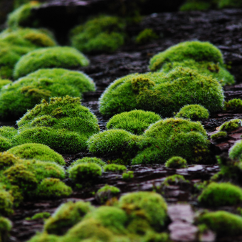 Formulaires d'évaluation d'incidence  Formulaires d'évaluation d'incidence