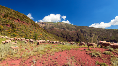 Pastoralisme dans la vallée du Cians Pastoralisme dans la vallée du Cians