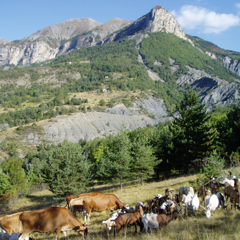 Natura 2000 - Contrats agricoles MAEC Natura 2000 - Contrats agricoles MAEC